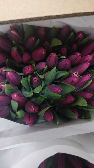 ТЮЛЬПАНЫ шикарные,  крупные, Казахстанские