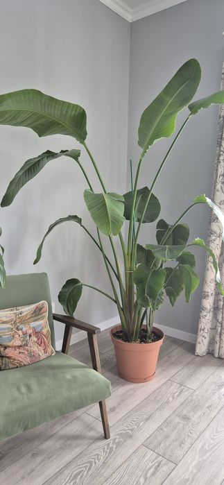 Продам стрелиция Николая