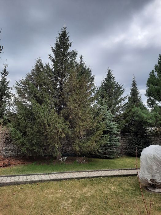 Продам Елки Сибирские