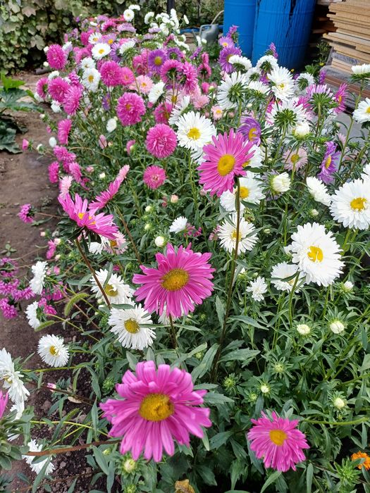 Семена астры разноцветной