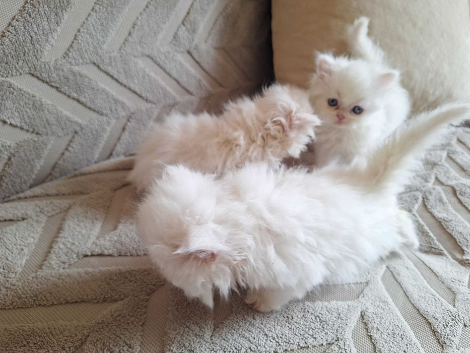 Персийски котенца