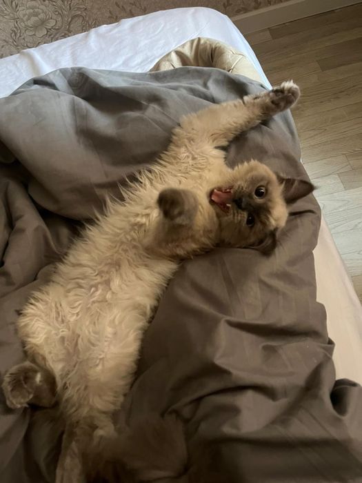 кошка 1 год всего