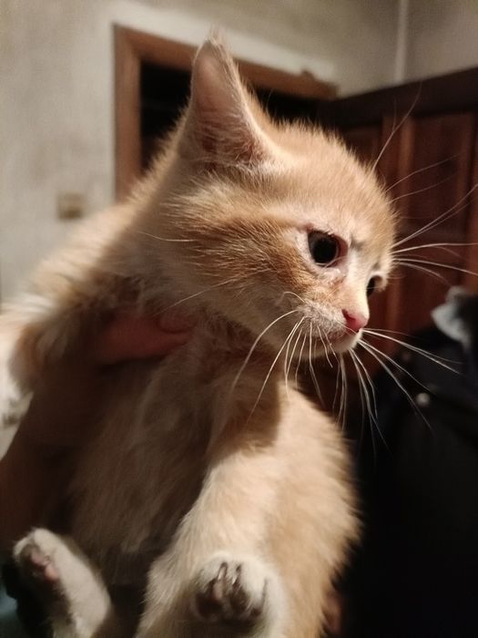 Котятки в добрые ручки