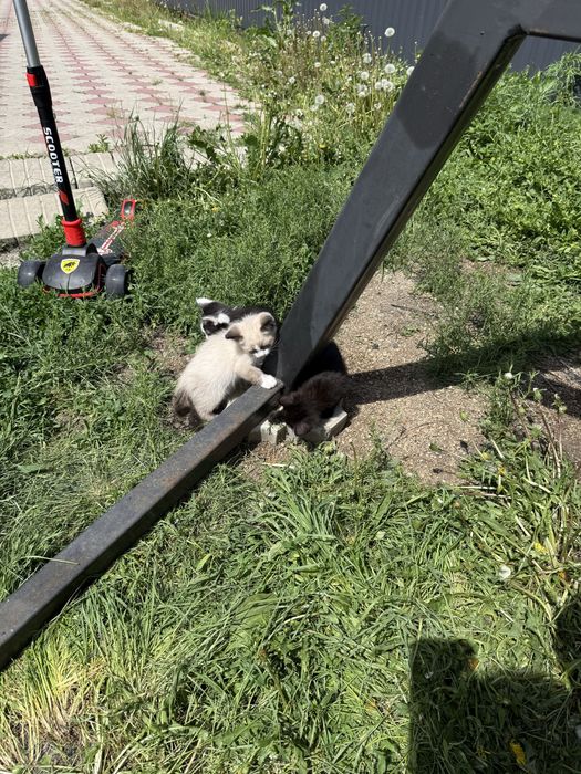 Отдам котят 4 мальчика