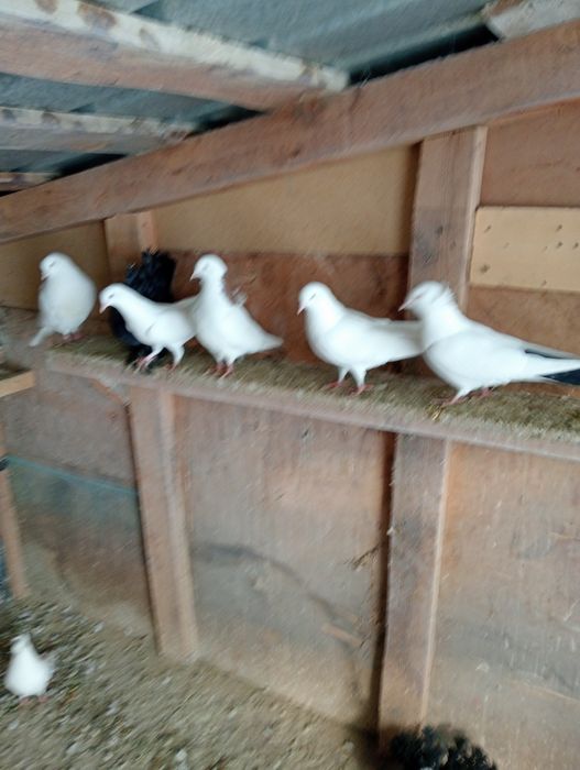 Голуби бакинцы разные цена 3000