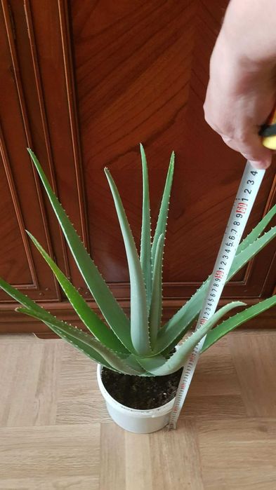 Алоэ вера большой 5 лет
