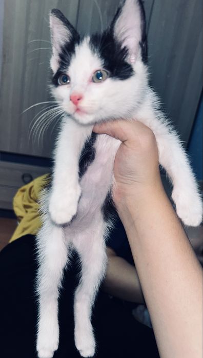 котенок 2,5 месяца