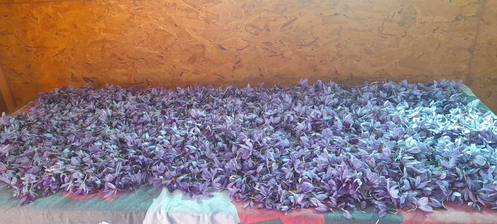 Шафран био ,отгледан в планиски регион