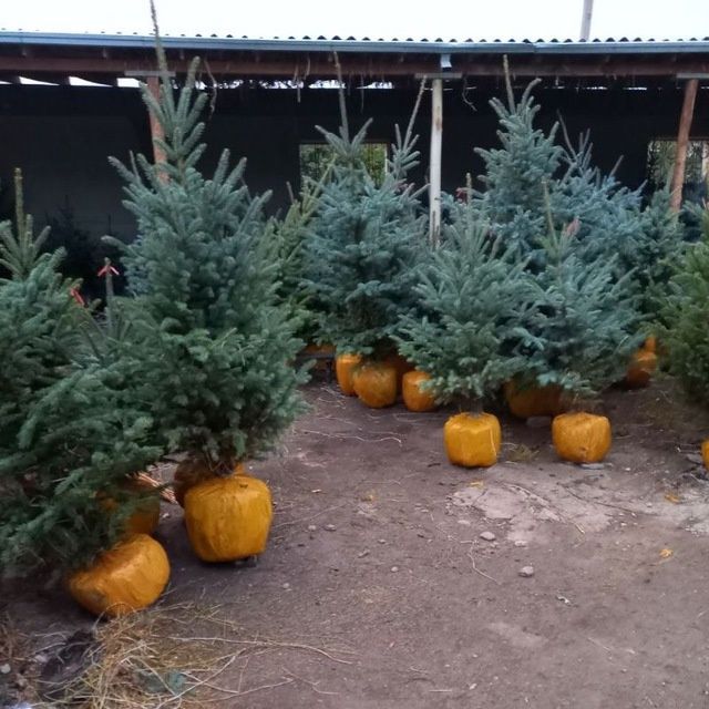 Голубая ел арчаси