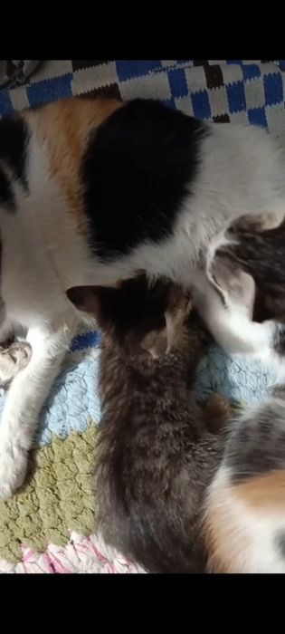 Котята, милые домашние