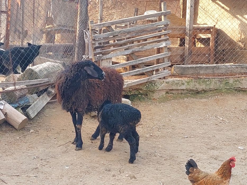 Қозылы қой сатылады