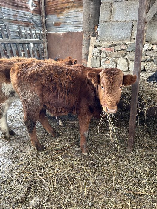 Корова и быки продам