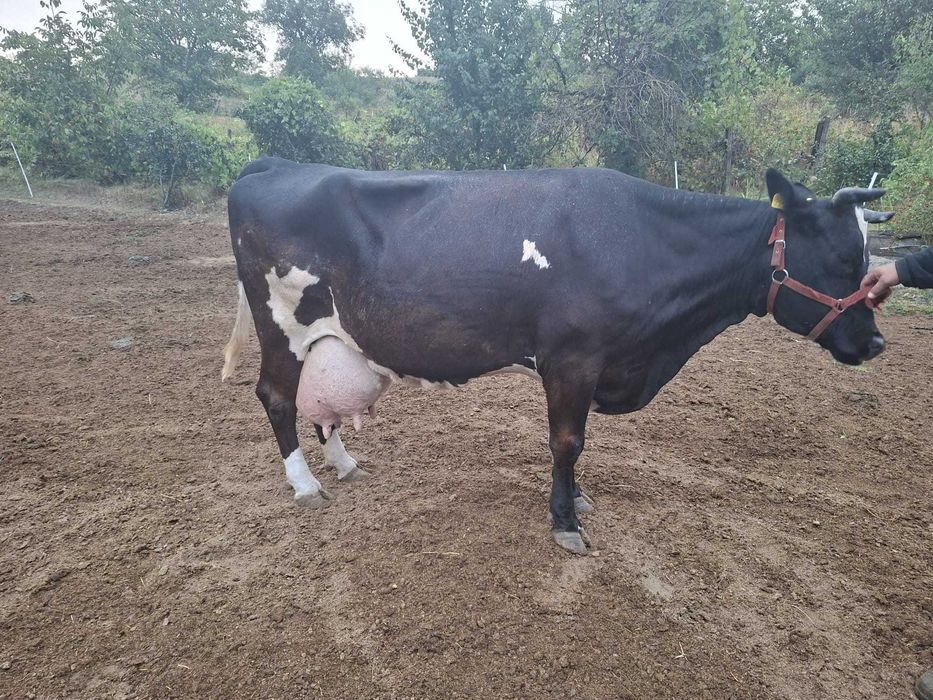 Vacă de vânzare