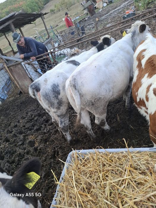 De vanzare Doua vitele belgiene