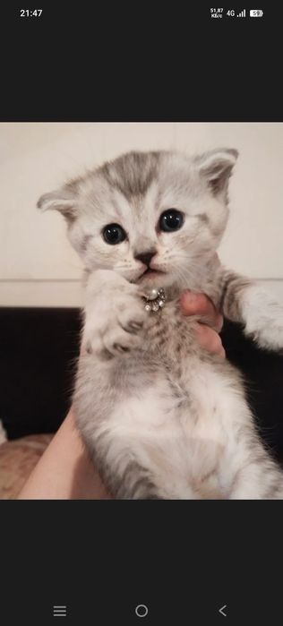 Shotlandski shinshila serebirstaya 2oylik