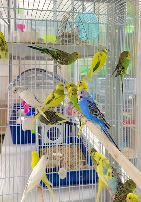 Волнистые попугаи, попугайчики