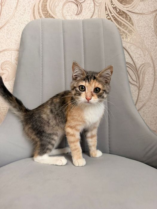 Трехцветная котенок девочка