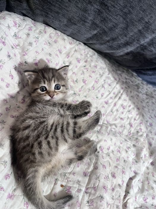 Отдам котенка девочку