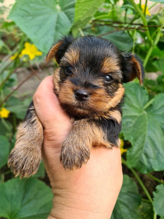 Продам щенков йоркширского терьера.