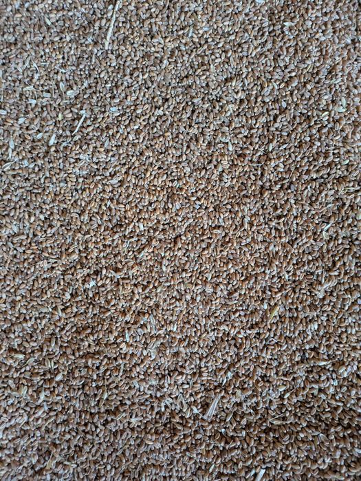 Vand grau panificatie 250  tone