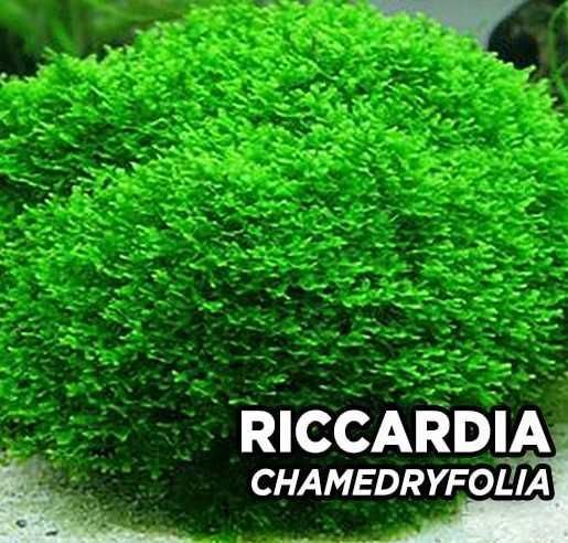 Moss Fissidens Fontanus sau Riccardia Chamedryfolia 8x8 cm