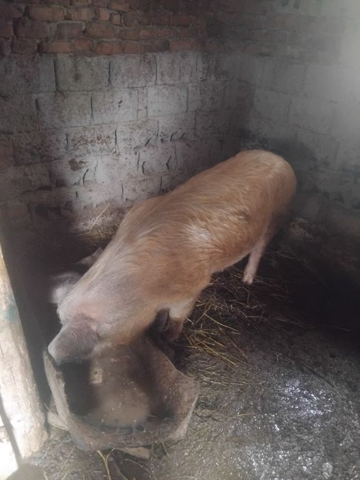 Capră roșie 100 kg
