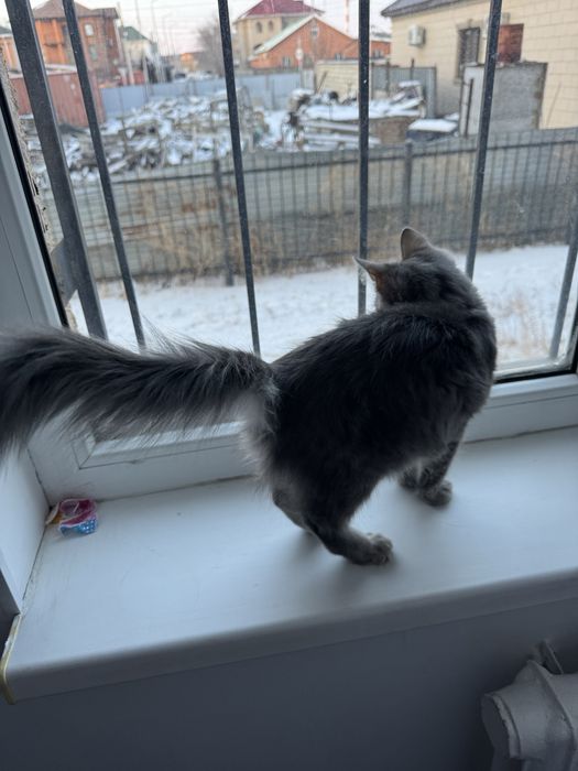 Кошка мейн кун  краш