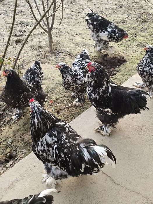 Продаются мрамор брама 5 шт