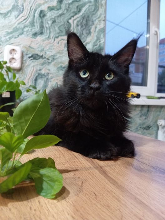 Мейн кун девочка