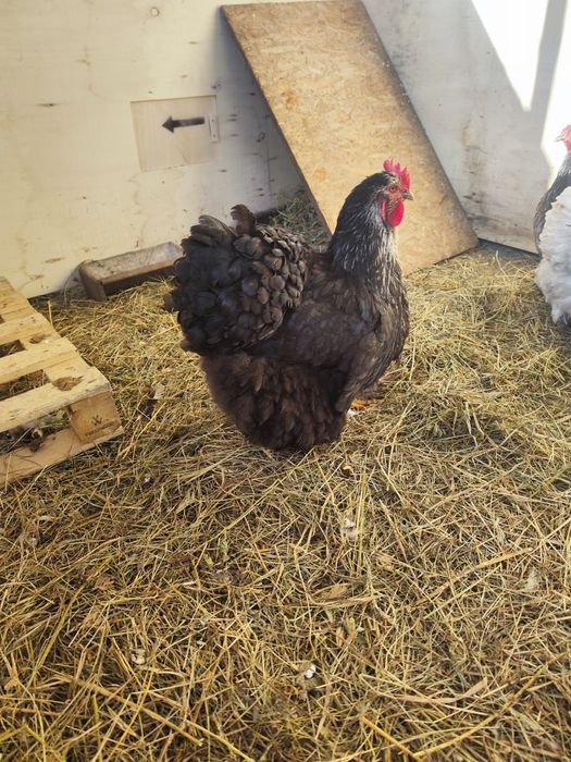 Vând oua incubat rasa Orpington negru și galben și Cochinchina