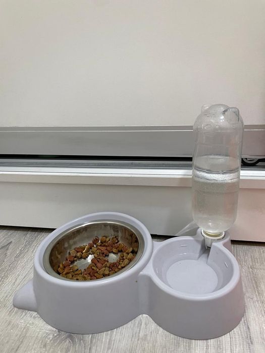 Отдам кошку срочно