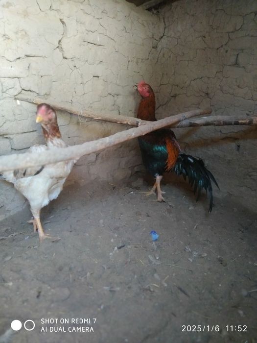 Tulangir ikalasixam sotiladi