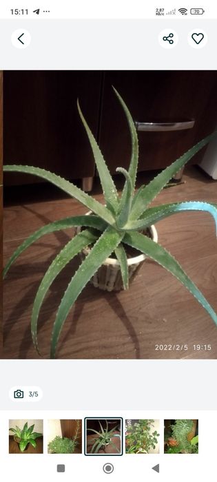 Комнатные растения