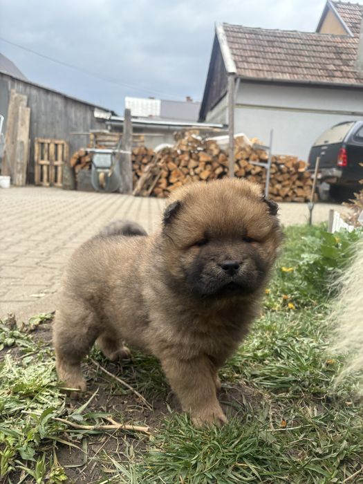 Chow Chow catelusa