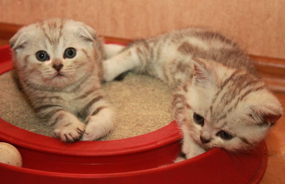 Продам вислоухих шотландских котят