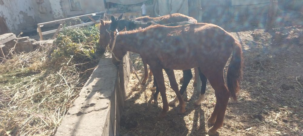 Той 2 та эркак 1 та ургочи соглом иштаха яхши доставка бор