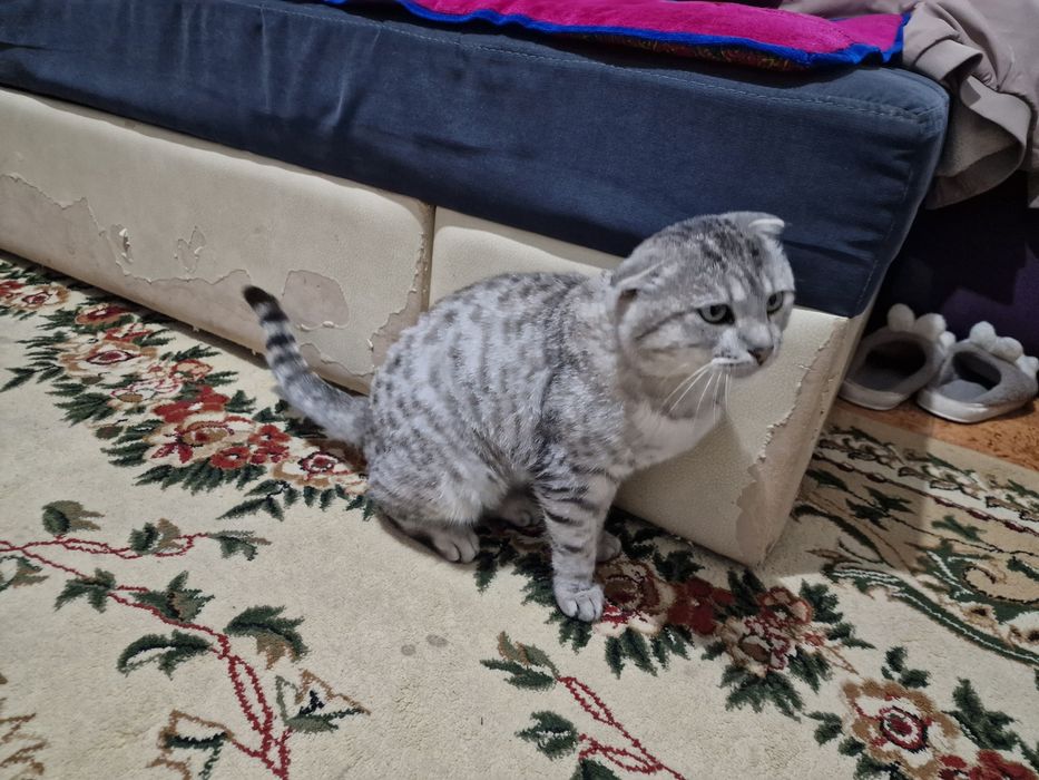 Продам кота вислоуху!