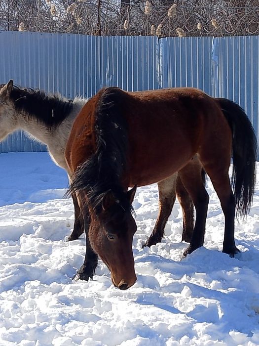 Кабыла с жеребенком
