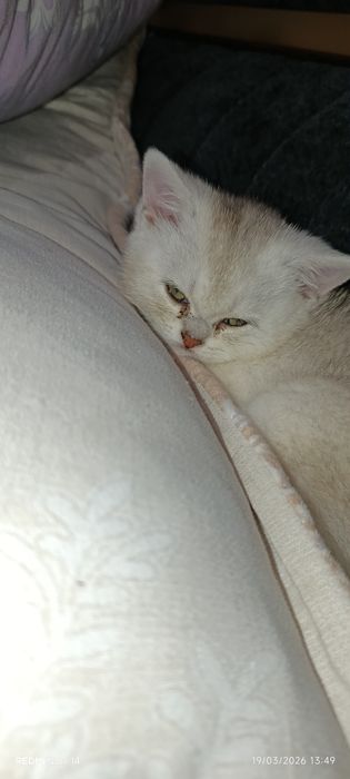 Mushuk sotaman shinshila