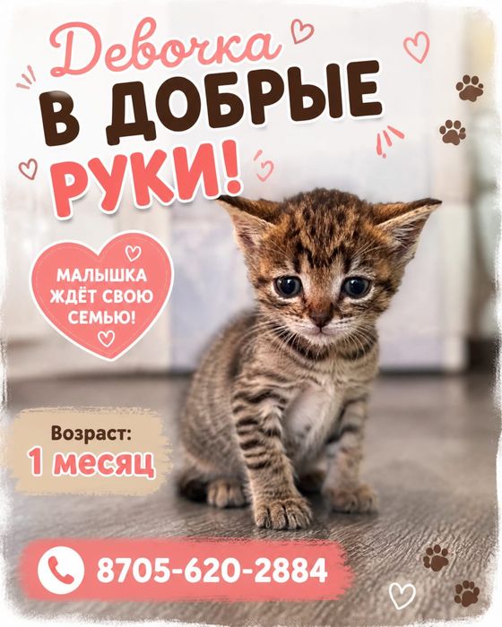 Пристраиваются котята