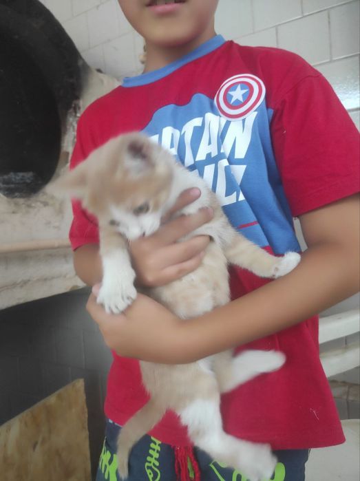 Котята кошки mushikchalar mushik mushikvoy