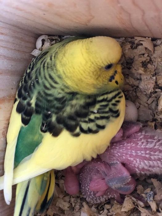 Гнезда для птичек