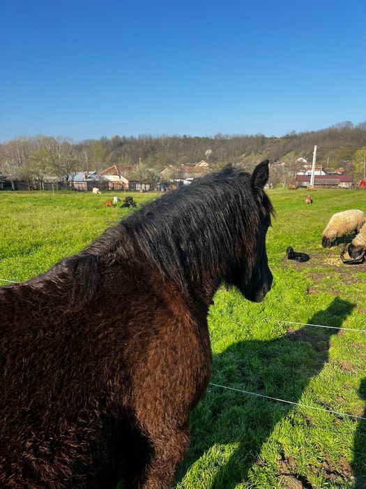 Mânză neagră din cai grei