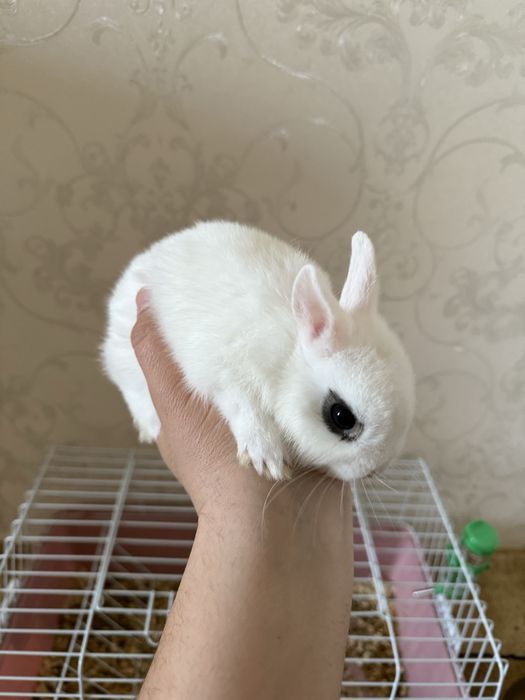 Декоративный куйончалар сотилади