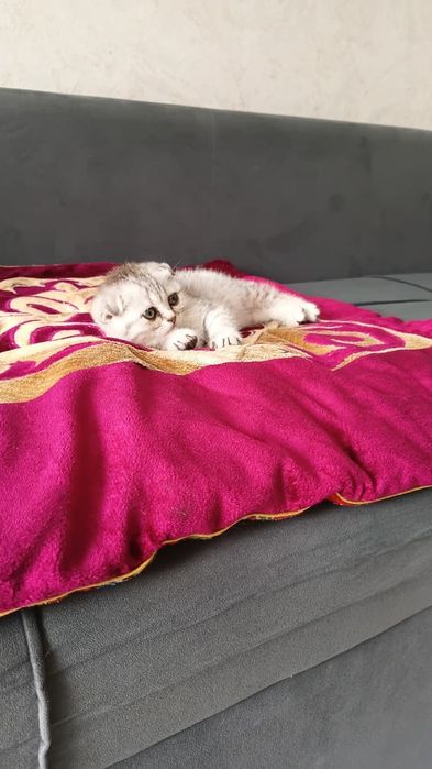Шотландская вислоуха