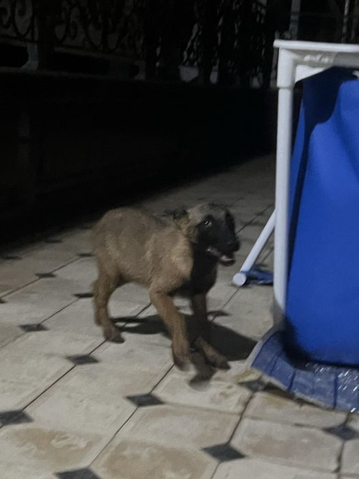 Бельгийский овчарка