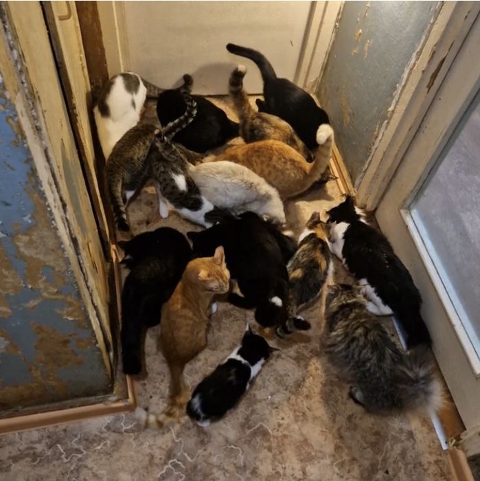 кот кошка котенок