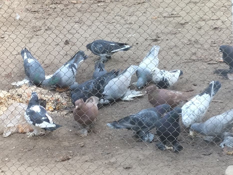 Үй кептерлері сатылады