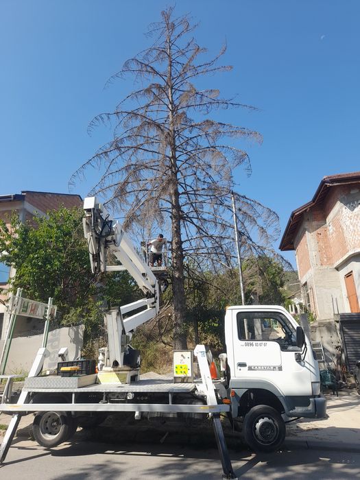 Рязане и кастрене на опасни дървета