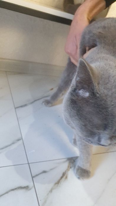 British Shorthair zotidagi mushuk.